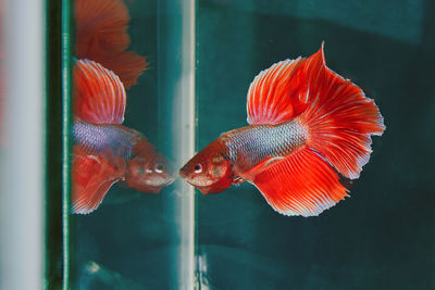 Close-up of fish swimming in sea