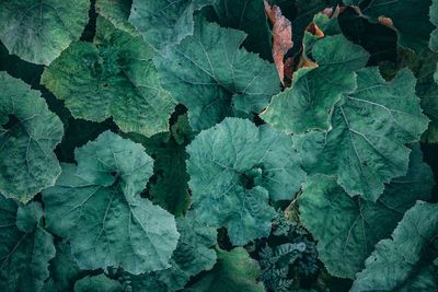 Full frame shot of fresh green leaves