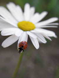 Close-up of ladybug on flower