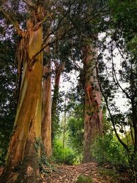 Low angle view of trees in forest