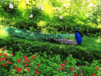 Scenic view of blue flower