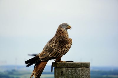 Close-up of bird perching on wooden post against sky