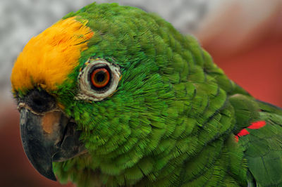 Close-up of yellow-crowned amazon bird