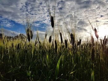 Wheat growing on field against sky