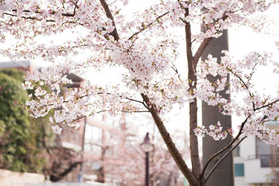 Cherry blossoms in spring