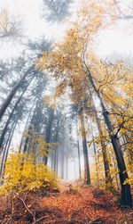 Low angle view of trees in forest during autumn