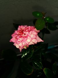 Close-up of pink flowers blooming outdoors
