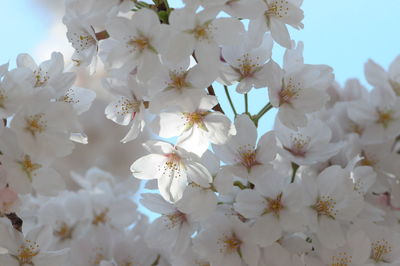 Close-up of white cherry blossoms in spring