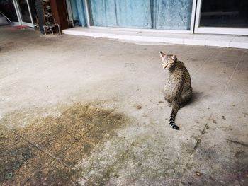 High angle view of cat sitting on floor