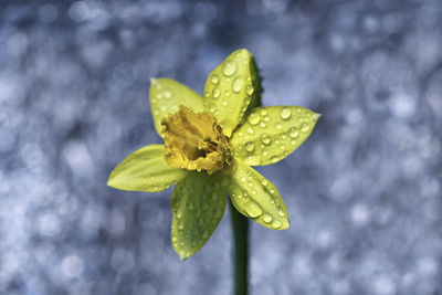 Close-up of fresh wet daffodil