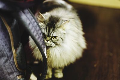 Close-up portrait of a cat