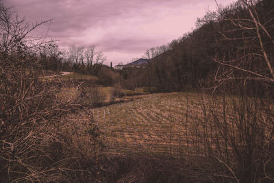 Bare trees on field against sky