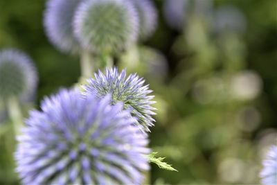 Close-up of purple flowering plant