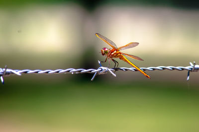 Close-up of insect