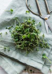 Fresh organic radish micro green on textile background