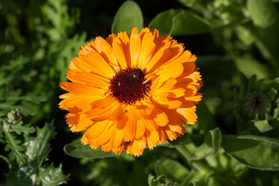 Close-up of honey bee on yellow flower