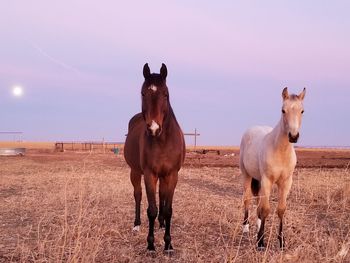 Horses standing in ranch against sky