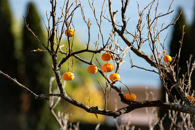 Close-up of berries growing on tree against sky