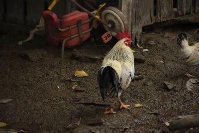 Bird on ground