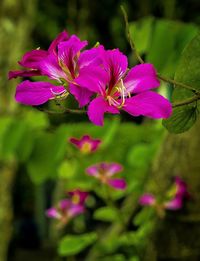 Close-up of purple flowers