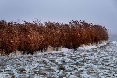winter