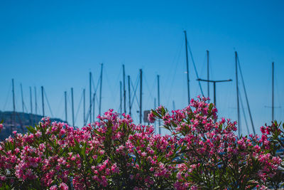 Close-up of pink flowering plants against clear sky