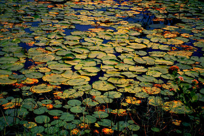 Full frame shot of lotus water lily in pond