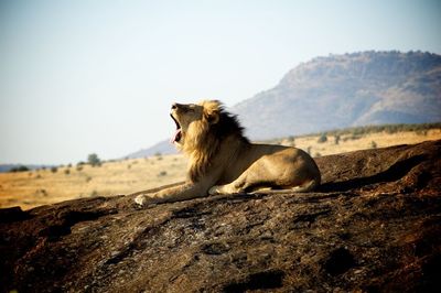 Lion sitting on field against sky 