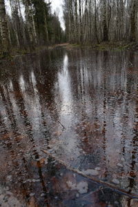 Scenic view of lake in forest