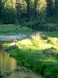 Scenic view of stream