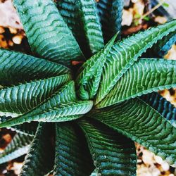 Close-up of lizard on plant