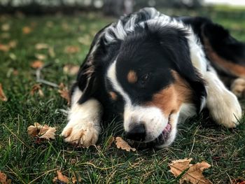 Close-up of dog relaxing on field