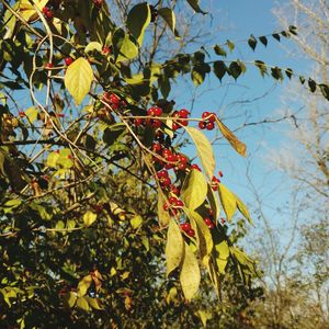 Low angle view of fruits on tree against sky