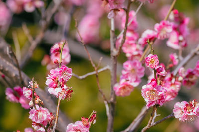 Close-up of pink flowering plant