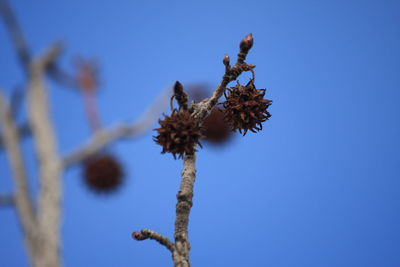 Low angle view of flowering plant against blue sky