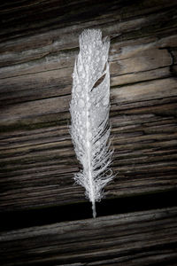 Close-up of feather on wood