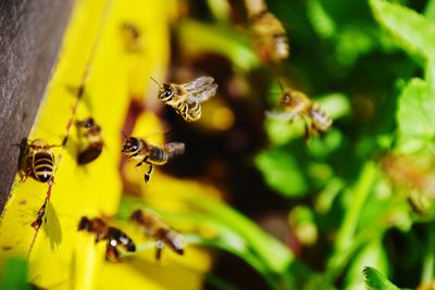 Close-up of bee pollinating flower