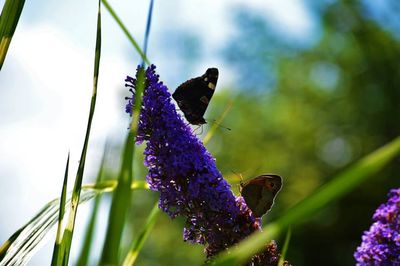 Close-up of butterfly on flower