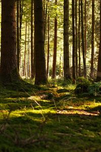 Trees growing in forest