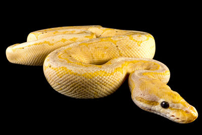 Close-up of snake against black background