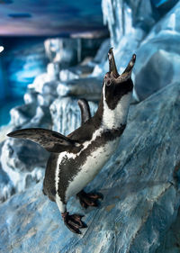 Close-up of an animal