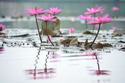 Close-up of lotus water lilies in pond