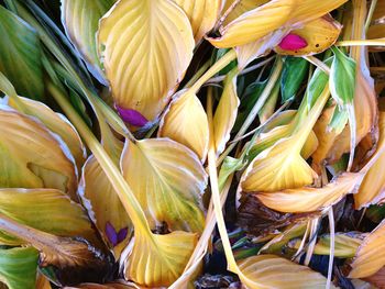 Full frame shot of yellow flowering plant