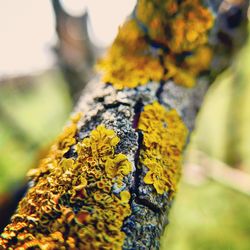 Close-up of moss growing on tree trunk