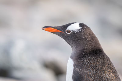 Close-up of sunlit gentoo penguin facing left
