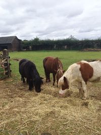 Horses grazing on field