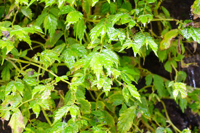 Close-up of fresh green plants