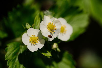 Close-up of white flowering plant