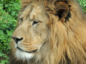 Close-up of lion