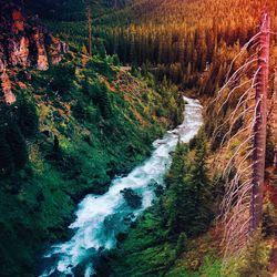 Scenic view of waterfall in forest